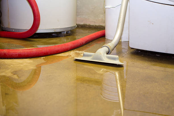 Best Basement water damage restoration  in Chinook, MT