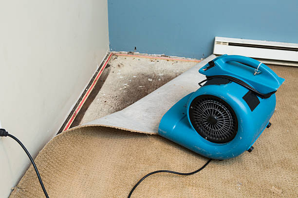 Best Water damage restoration specialists  in Chinook, MT
